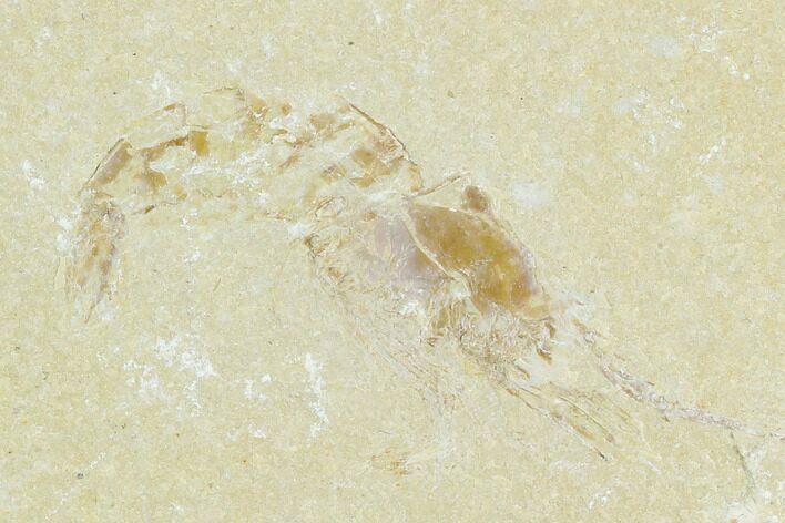 Cretaceous Fossil Shrimp - Lebanon #123984